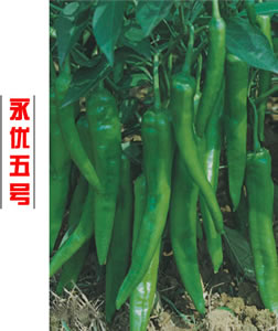 永優(yōu)五號(hào)