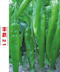 豐抗21
