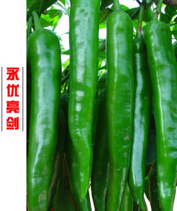 永優(yōu)亮劍