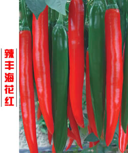 辣豐?；t