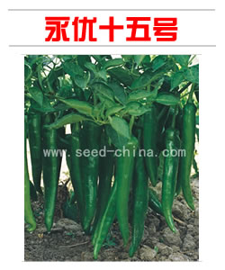 永優(yōu)十五號(hào)